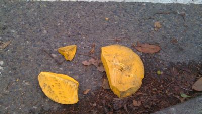 Dead road turtle at S. Morgan & Seward Park Ave. S