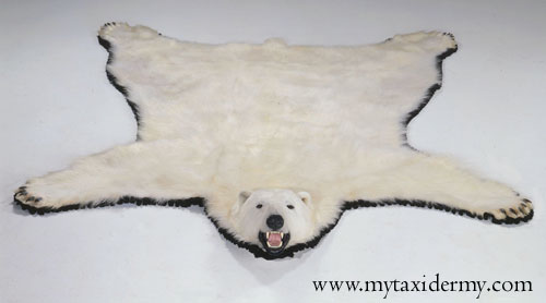 polar01.jpg